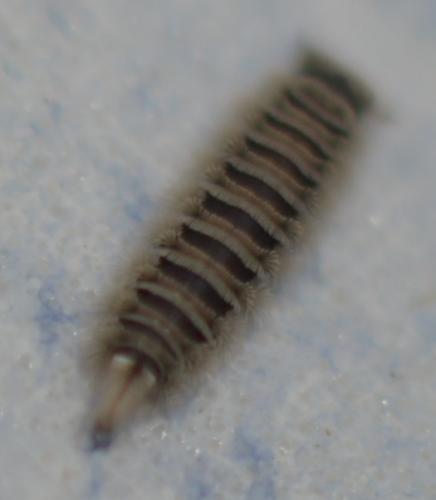 Réf. 235 651 : Polyxenus lagurus